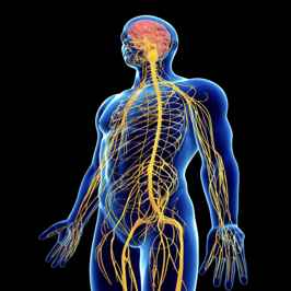 Illustration du système nerveux humain en lumière, utilisée pour illustrer les effets des soins crânio-sacrés, ostéo-énergétiques et neuro-émotionnels.